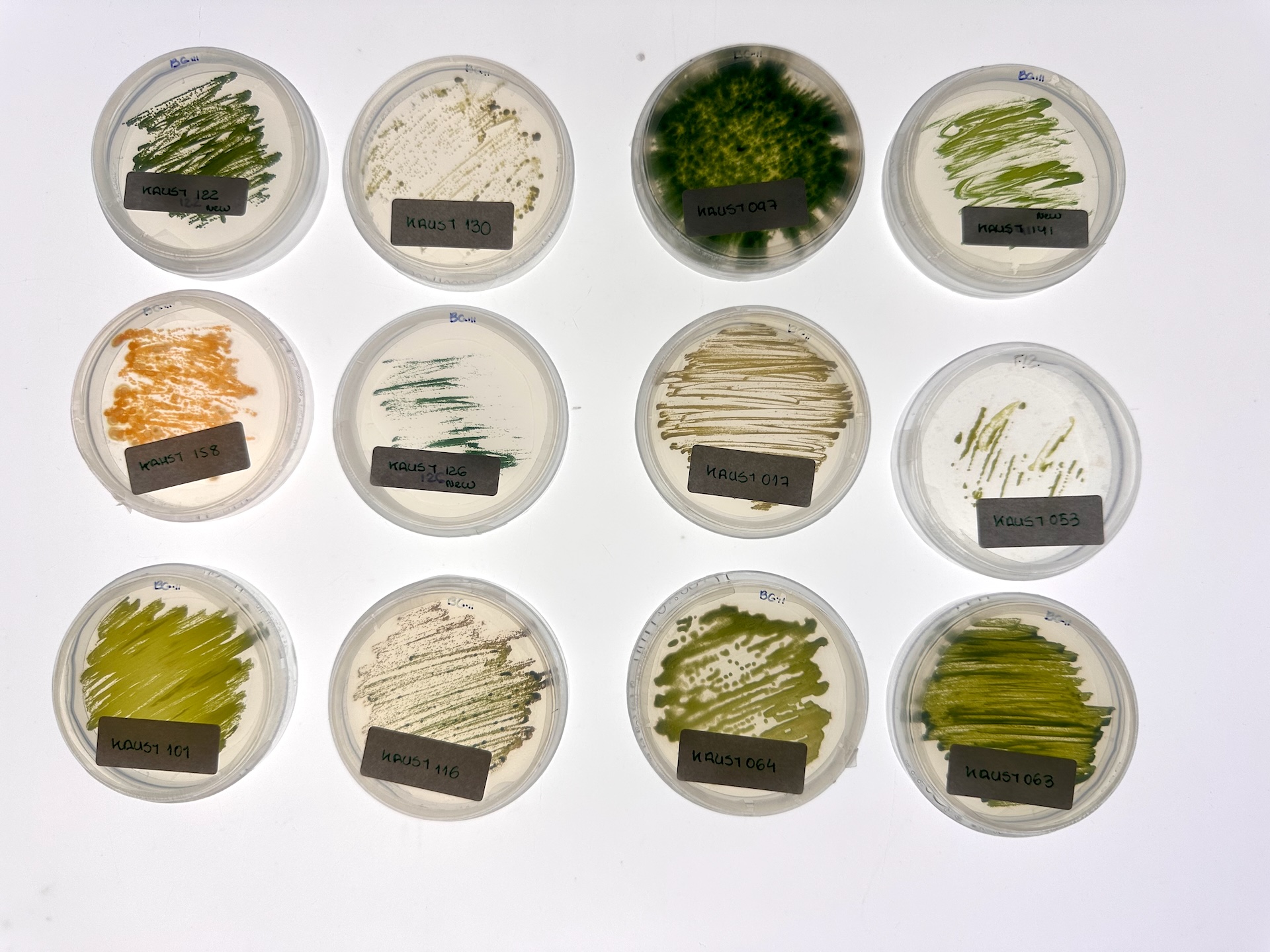 Gloved hands using a pipette to transfer a sample between Petri dishes.